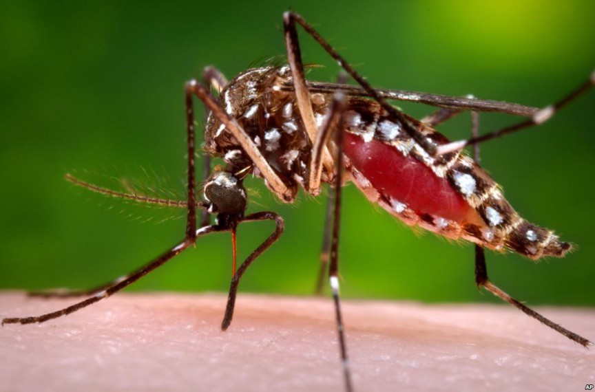 Mosquito-Zika