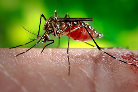 zika-virus-mosquito