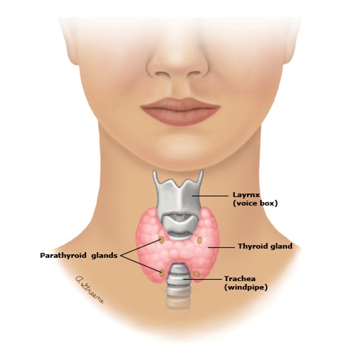 thyroid1
