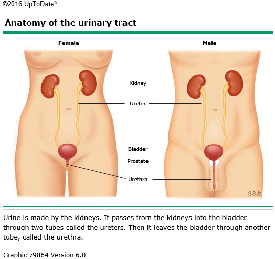 urinary system